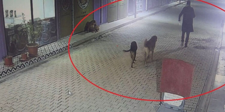 Kedileri sokak köpeklerine parçalattığı iddia edilen şüpheli yakalandı