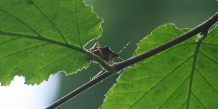 Kahverengi kokarca ile mücadelede 'samuray arısı' çoğaltılacak