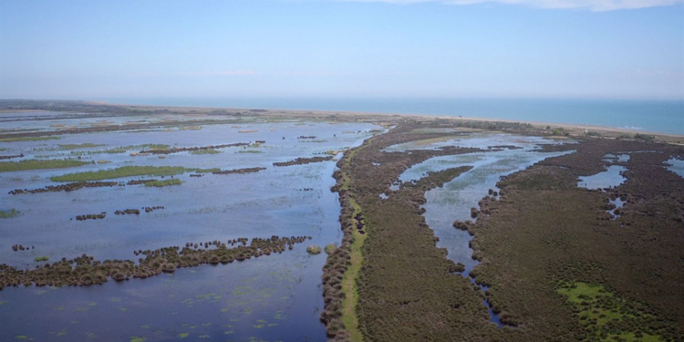 Kızılırmak Deltası'ndaki istilacı ve yabancı türler araştırılıyor