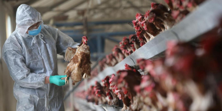 Konya'da kuş gribi vakası tespit edildi