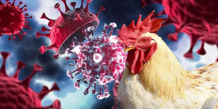 Kuş gribinde insanlar için salgın riski var mı?