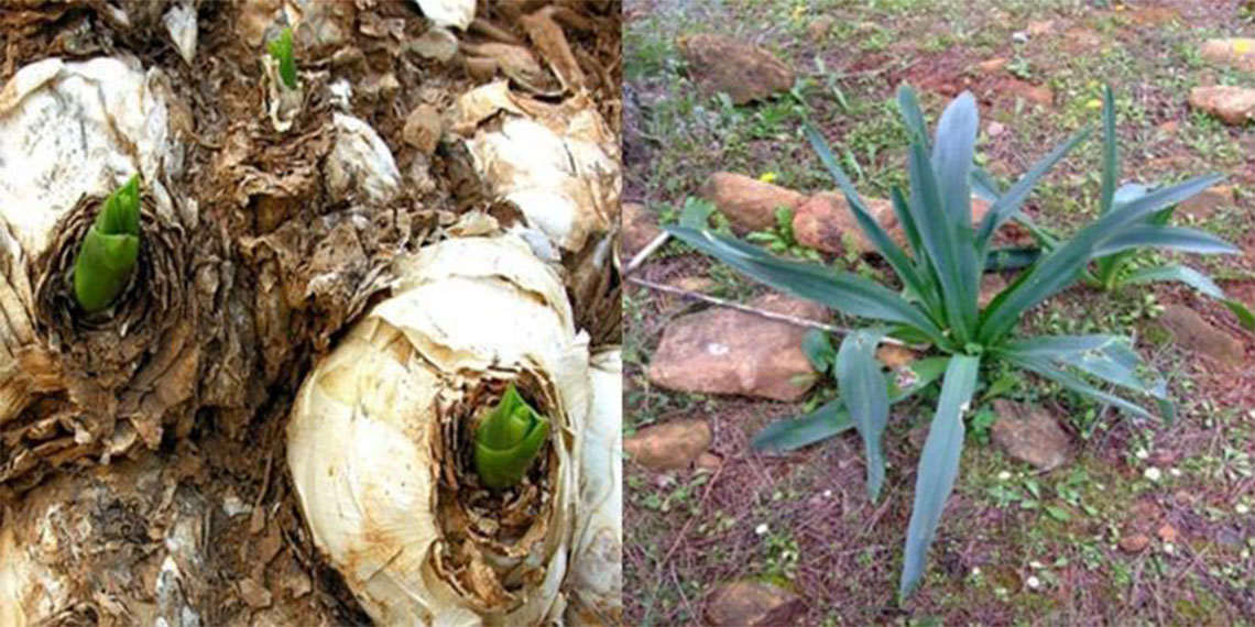Ankara Üniversitesi Fen Fakültesi Biyoloji Bölümü'nden Prof. Dr. Nuri Yiğit ve ekibi, Anadolu'da özellikle kuzey şehirlerde görülen lağım faresi yayılışına karşı ada soğanının kökünde bulunan zehirli maddeden ilaç geliştirdi.