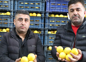 Limon çiftçinin yüzünü güldürmedi