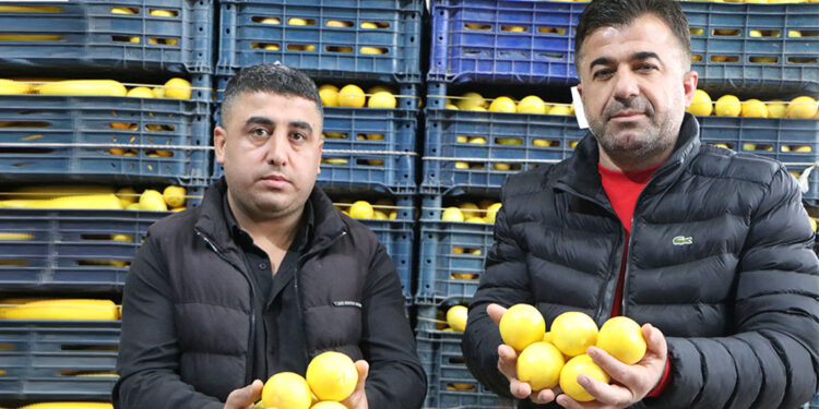 Limon çiftçinin yüzünü güldürmedi