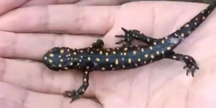 Muş'ta Anadolu benekli semenderi görüntülendi