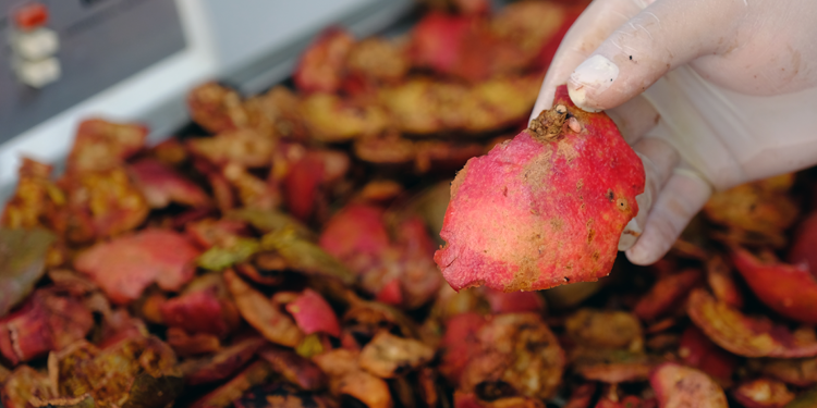Mamalarına eklenecek nar kabuğu, köpekleri kanserden koruyacak