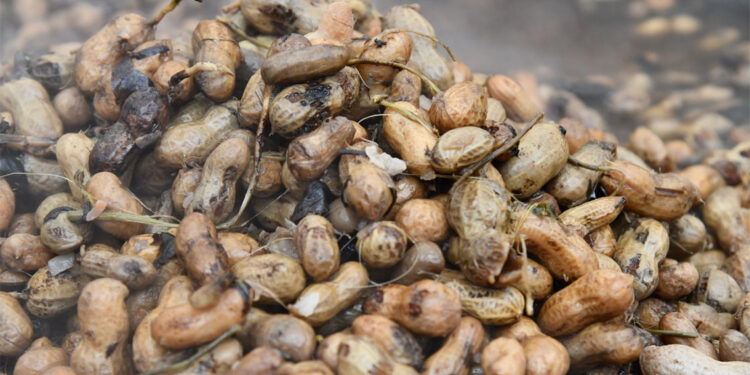 Yer fıstığının ana vatanı Osmaniye