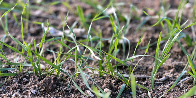 Trakya'da bu kış da kar görmezsek, kuraklıktan zarar göreceğiz