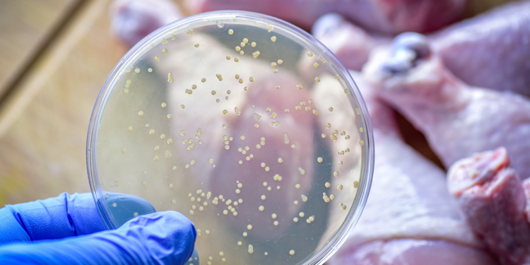 Prof. Dr. Yaşar Bayındır’dan salmonella enfeksiyonu uyarısı