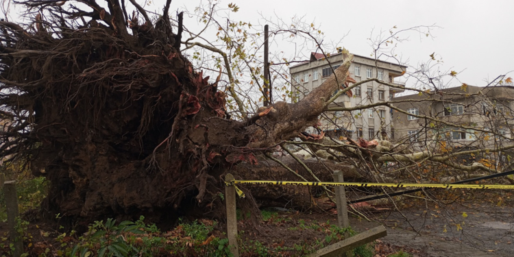 Samsun'da şiddetli rüzgarda 600 yıllık çınar ağacı devrildi