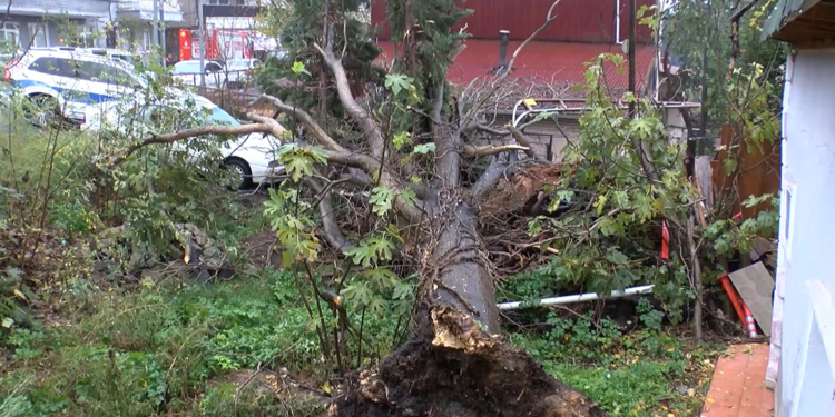 Şiddetli lodos ağaçları devirdi; çatıları uçurdu