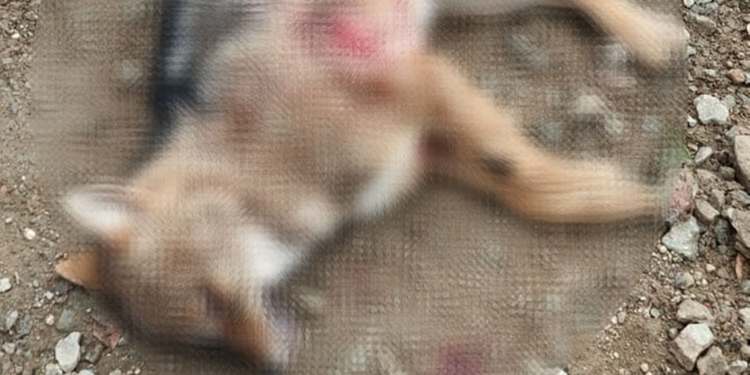 Silahla vurularak öldürülmüş 3 kurt buldu