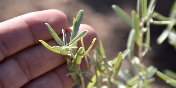 Sivas'ta ilk kez dikimi yapılan 'tuz çalısı' hayvancılığı canlandıracak