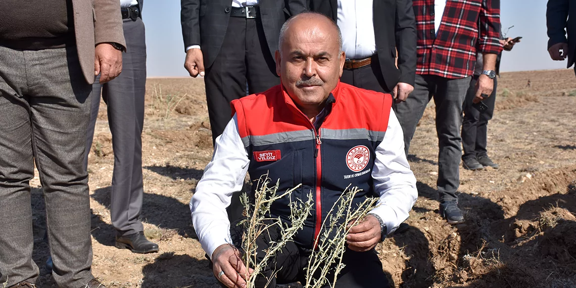 Sivas'ta ilk kez dikimi yapılan 'tuz çalısı' hayvancılığı canlandıracak