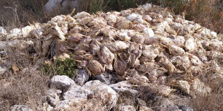 Boş arazide yüzlerce ölü tavuk bulundu