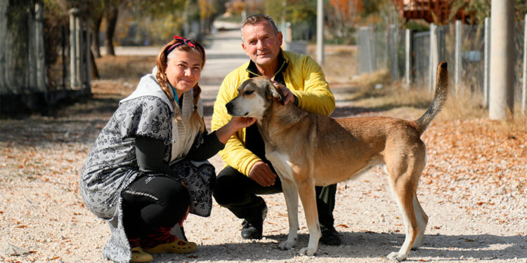 6 aylık sokak köpeğini pompalı tüfekle öldürdü