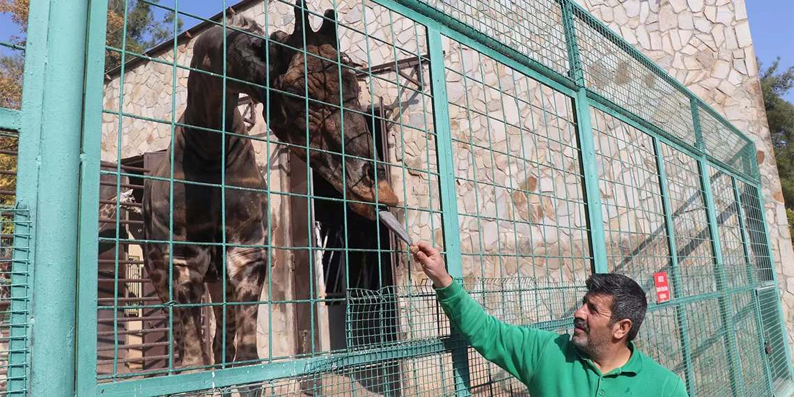 Türkiye'nin en büyük hayvanat bahçesi olan gaziantep hayvanat bahçesi'nde havaların soğumaya başlamasıyla kış hazırlıkları başladı.