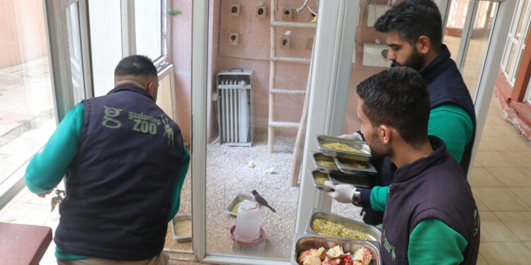 Türkiye'nin en büyük hayvanat bahçesinde kış hazırlığı