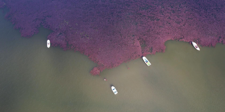 Terkos Gölü'nde görsel şölen