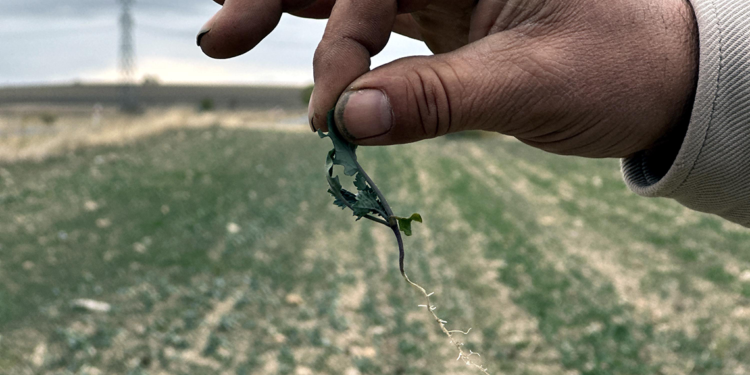 Trakya'nın 'sarı altın çiçeği' kanolayı kuraklık vurdu