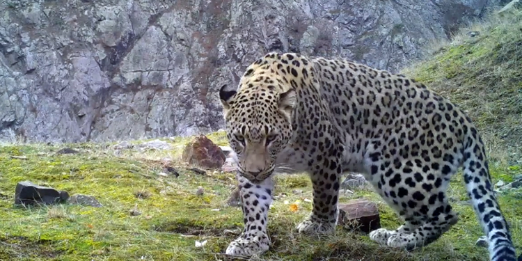 Türkiye'de 10 Anadolu parsı görüntülendi; hepsi erkek