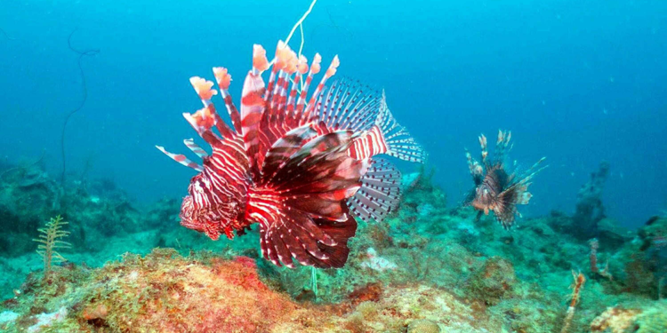 Türkiye'de 500'den fazla işgalci deniz canlısı var