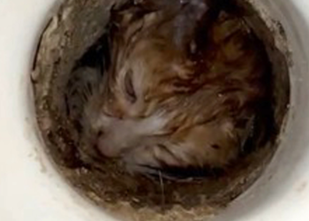 Tuvalet giderine sıkışan yavru kedi kurtarıldı