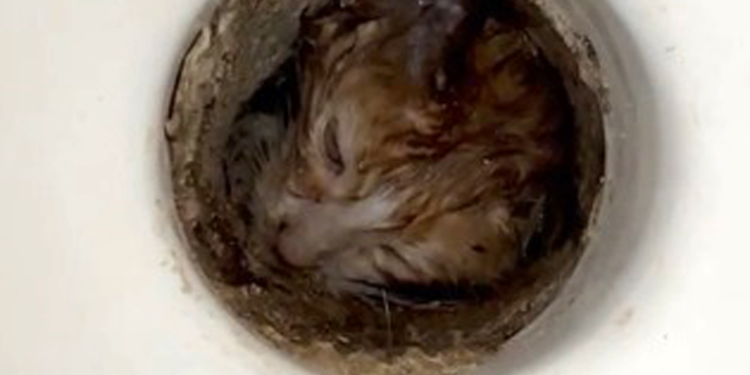 Tuvalet giderine sıkışan yavru kedi kurtarıldı