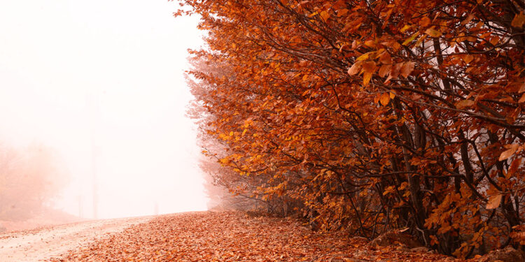 Uludağ'da sonbahar güzelliği