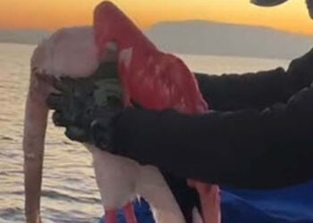 Üzerine misina ipi dolanan flamingo kurtarıldı