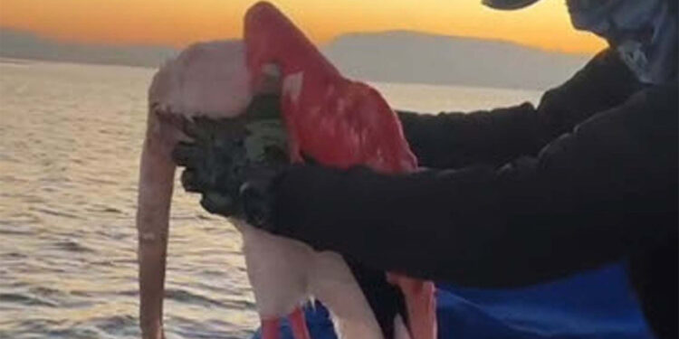Üzerine misina ipi dolanan flamingo kurtarıldı