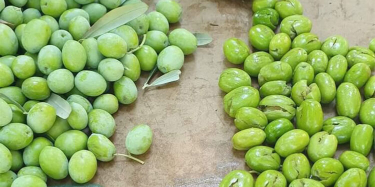 Datça'da zeytin zamanı