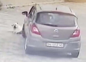 Yolda yatan köpeği ezen sürücü yakalandı