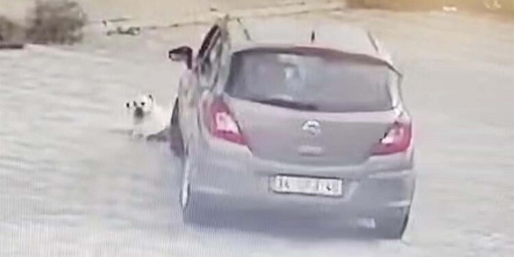 Yolda yatan köpeği ezen sürücü yakalandı