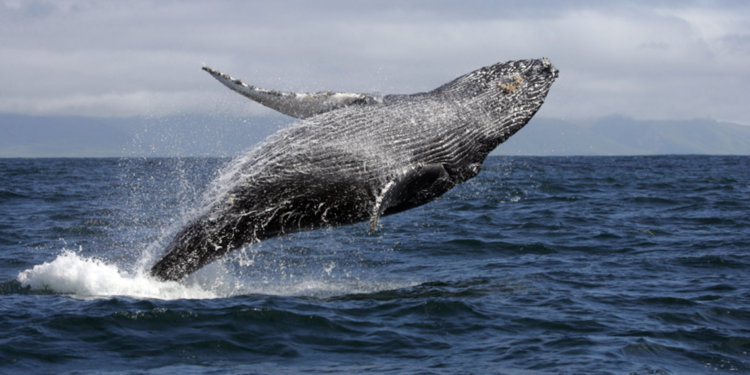 Yeni Zelanda’da 30'dan fazla karaya vurmuş balina kurtarıldı
