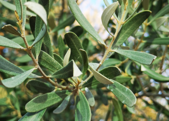 Zeytin yaprağı enfeksiyonlara karşı direnci artırıyor