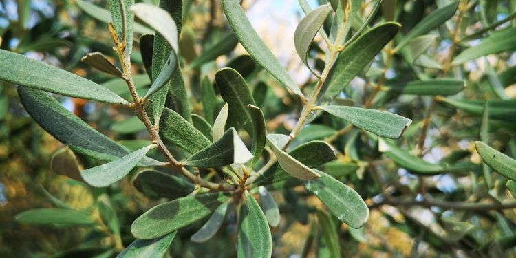 Zeytin yaprağı enfeksiyonlara karşı direnci artırıyor