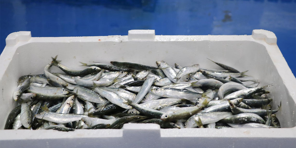 Ege Denizi'ndeki fırtına balık fiyatlarını etkiledi. İzmir Balıkçı İşadamları Derneği Başkanı fırtına sebebiyle düzenli av yapamadıklarını ifade etti.