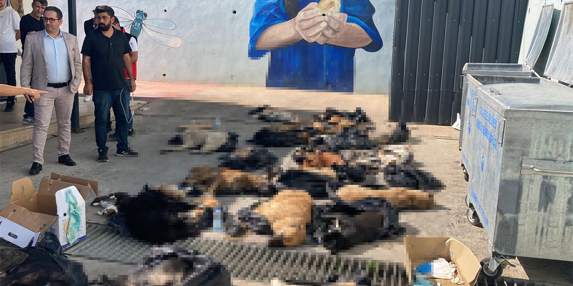 Gebze'de 45 hayvanın ölümüyle ilgili otopsi raporu çıktı; Raporda, vurma, çarpma, kesici ve ateşli silah yarası yok denildi.