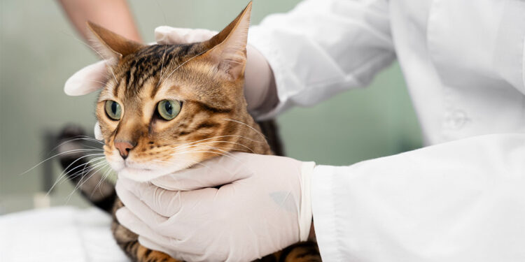 Kış Kapıda… Kedi gribine karşı tedbirlerinizi alın!