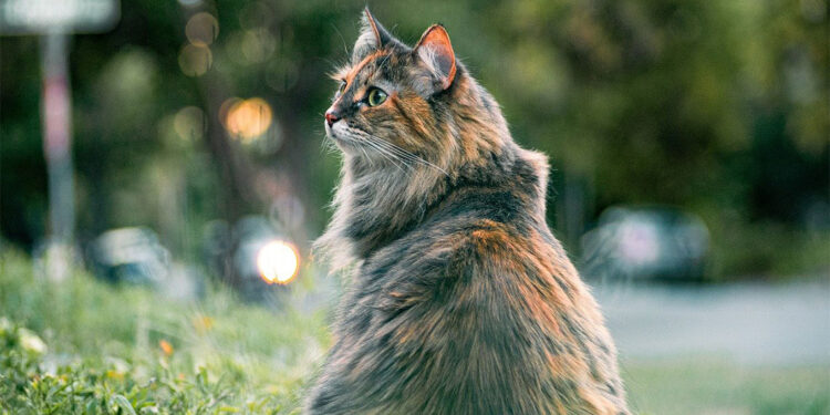 Tayland’da 'kediye anestezi' sahnesi tepki topladı