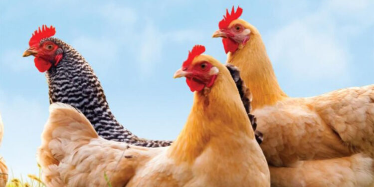 Eskişehir'de kuş gribine rastlandı; 5 mahalle karantinada