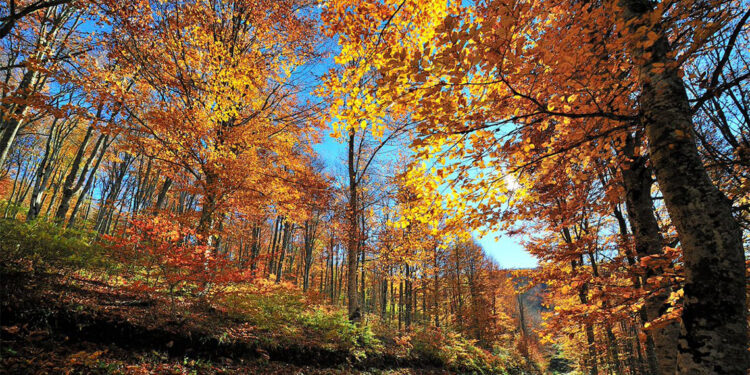 Türkiye'deki ormanlar yıllık 44 milyon ton oksijen üretiyor