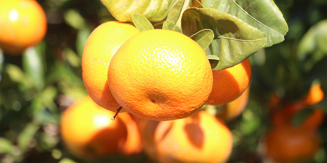 Yüreğir Ziraat Odası Başkanı Mehmet Akın Doğan, ilaç kalıntılı mandalinaların Bulgaristan sınırında imha edildiğini söyledi.