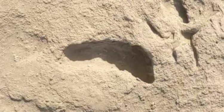 1.5 milyon yıl önceki ayak izlerinin sırrı çözüldü