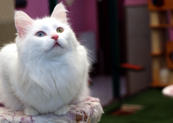 2024'te Van Kedi Villası’na 200 bin ziyaretçi
