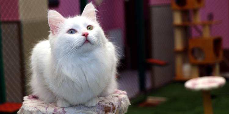 2024'te Van Kedi Villası’na 200 bin ziyaretçi