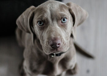 Köpek mamalarında salmonella riski