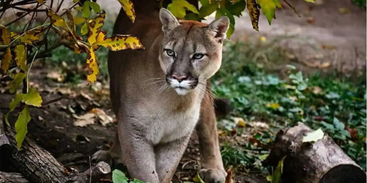 Hayvan barınağında kuş gribi alarmı; 20 kedi öldü