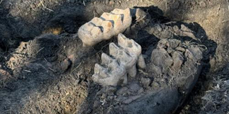 ABD’de bir evin bahçesinde mastodon fosili bulundu